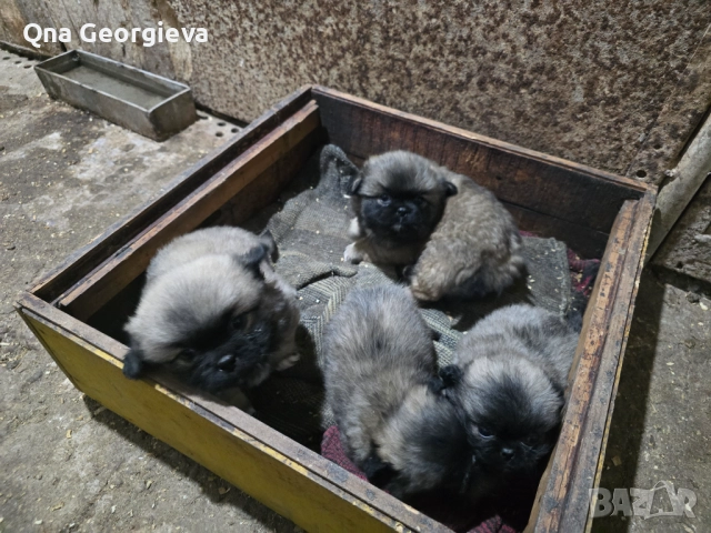 Чистокръвни пекинези, снимка 2 - Пекинез - 52775341