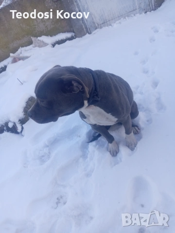 Продавам Американски Питбул , снимка 2 - Питбул - 53075541