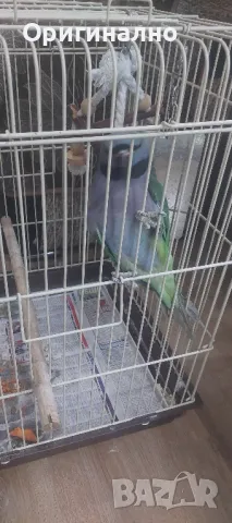 Китайски александър, Голям александър, Розовогърдести Александри , снимка 3 - Папагали - 50076873