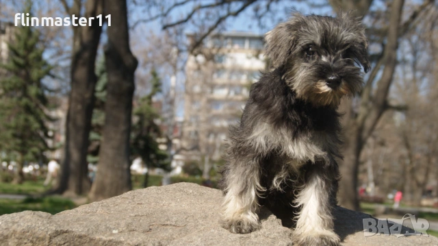 Мини шнауцер, снимка 6 - Други - 54112300