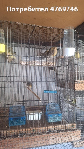 Продавам канарчета 2025г с метални пръстени, снимка 3 - Канари - 53885975