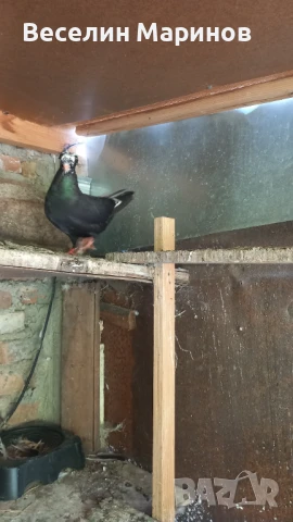 продавам  шуменски  гьлаби  и  американски храна4и, снимка 10 - Гълъби - 50969461