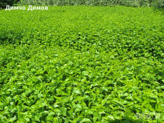 Продавам подложки махалебка и джанка, снимка 3 - Сортови семена и луковици - 52732245