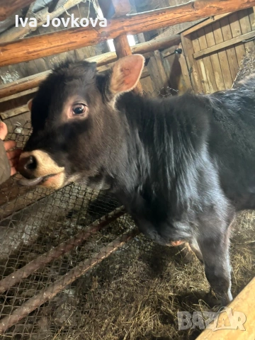 мъжко теле на 5 месеца , снимка 3 - Крави - 53486901