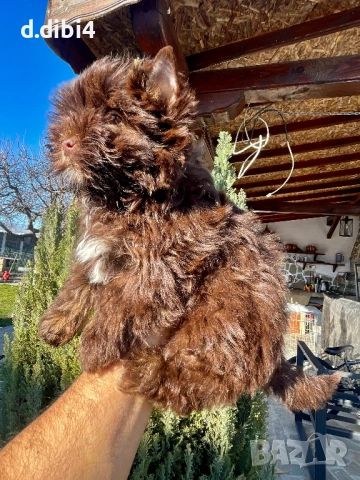 Мини йоркширски териер -шоколадово!!