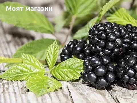 Гигантска Къпина без бодли, снимка 3 - Градински цветя и растения - 53631922