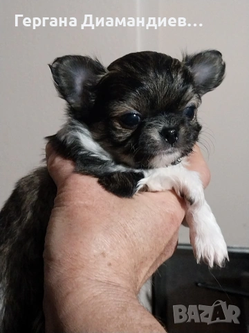 продавам мини чихуахуа , снимка 9 - Чихуахуа - 53429122