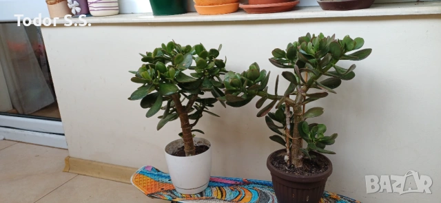 Цвете "Дървото на живота", снимка 2 - Стайни растения - 53484338