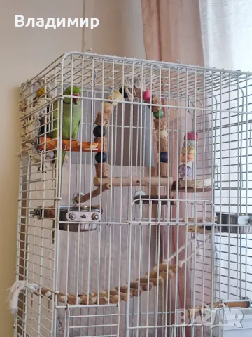 Малък Александър , снимка 2 - Папагали - 49040205