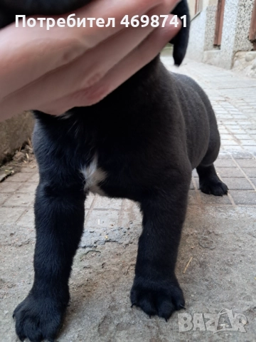 Мъжко Кане Корсо, снимка 3 - Други - 52967974