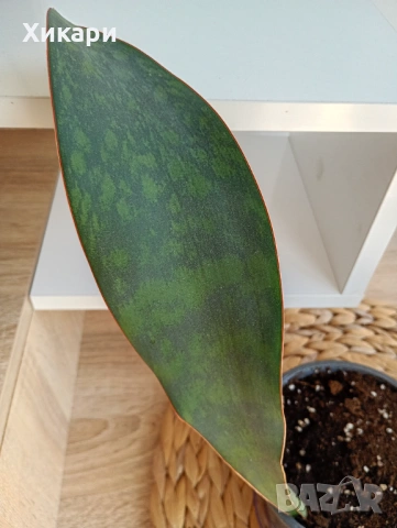 Sansevieria Masoniana - Whale fin ( Сансевиера Китова перка ), снимка 5 - Стайни растения - 51888121