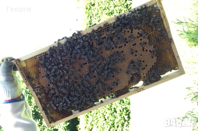 малки пчелни семейства