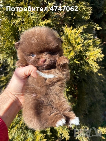Померан мъжко, снимка 2 - Померан - 53637411