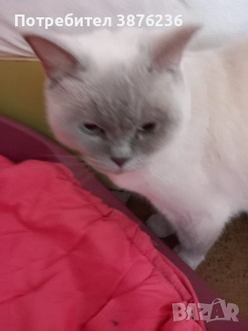 Британска късокосместа , снимка 4 - Британска късокосместа - 53313048