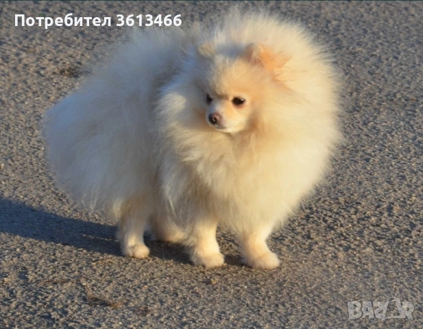 Померански шпиц ,померан ,малък шпиц, снимка 4 - Померан - 54004056