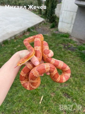 Продавам царевичен смок, снимка 2 - Змии - 53969266