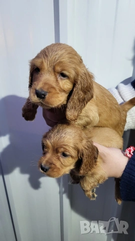 Продавам кокер шпаньоли, снимка 5 - Кокер шпаньол - 53789078