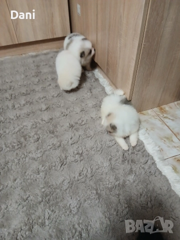 Mini Pomeran , снимка 4 - Померан - 52868566