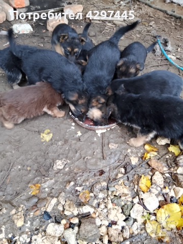 Малки немски овчарки , снимка 8 - Немска овчарка - 52682945