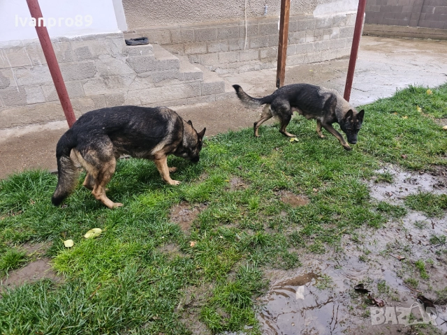 Продавам немски овчарки, снимка 4 - Немска овчарка - 52590063