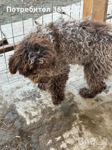 Лагото на 8 месеца научена да търси и прави апорт.Търси ново семейство!, снимка 4 - Други - 50008473