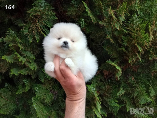 Померани. Реални снимки от 21.04.26, снимка 6 - Померан - 54219294