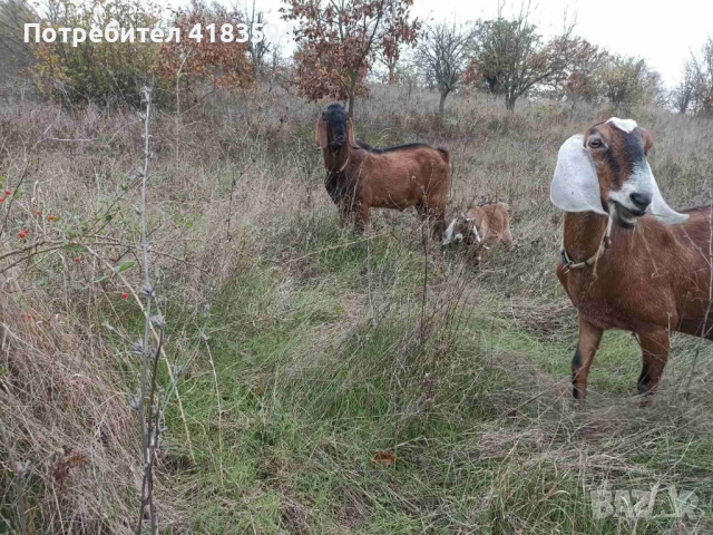 Свободни 4бр., снимка 5 - Кози - 52943773