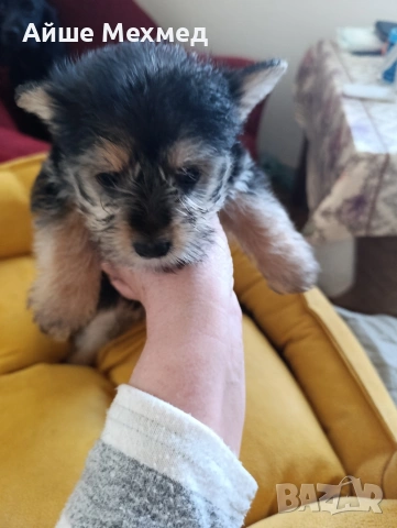 уоркширски териер, снимка 6 - Йоркширски териер - 53634292