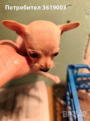 Той пинчер, мини ( джобен ) пинчер 