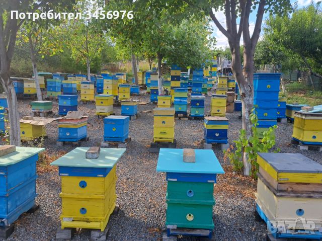 Пчелни семейства, снимка 2 - За пчели - 45445157