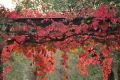 Продавам растения Дива лоза (Parthenocissus quinquefolia), снимка 8