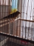 Продавам канарчета, снимка 3