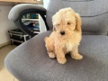 Мини Пудел Актуално от 20.01.2026, снимка 3