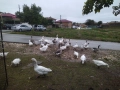 гъски, снимка 8