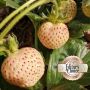 100 семена от плод бяла ягода органични плодови ягодови семена от вкусни ягоди отлични плодове с мно, снимка 9