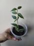 Хоя, Hoya bella Anneke Buis, снимка 1 - Стайни растения - 45414660