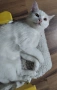 бяло коте, британска късокосмест, 9 мес., снимка 4
