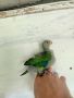 Барабандови папагали, снимка 1 - Папагали - 46018536
