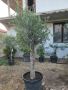 Маслиново дърво за перфектният декор на вашата градина!!!, снимка 3
