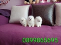 Бели мини Померани. Реални снимки !!! , снимка 3