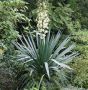 Юка (Yucca)  , снимка 6