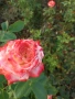 Щамбови рози , снимка 9