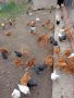 Едномесечни пилета , снимка 1 - Кокошки и пуйки - 45639626