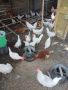 Здравейте  продавам кокошки легхорн  на 8м. , снимка 1 - Кокошки и пуйки - 45481352