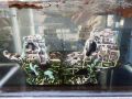  Изкуствена декорация за аквариум , снимка 1 - Оборудване за аквариуми - 45464996