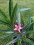 Зокум Лян Олеандър , снимка 1 - Градински цветя и растения - 45880222