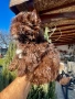 Мини йоркширски териер -шоколадово!!, снимка 1