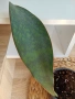 Sansevieria Masoniana - Whale fin ( Сансевиера Китова перка ), снимка 5
