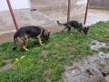 Продавам немски овчарки, снимка 4