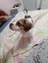 Сладко кученце папийон, снимка 1 - Други - 45880546